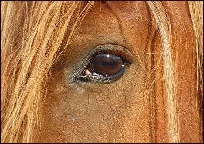 Si Zazoum donne un gros coup de nez  Cabriole elle devrait... . .