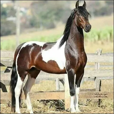 De quelle couleur est cette robe ?