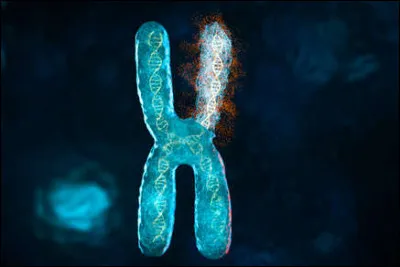 Un gène est un morceau de chromosome qui renferme une information génétique et qui détermine un caractère biologique. Comment appelle-t-on sa modification ?