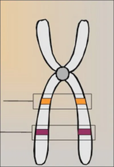 Comment appelle-t-on l'endroit du chromosome où sont logés les gènes ?