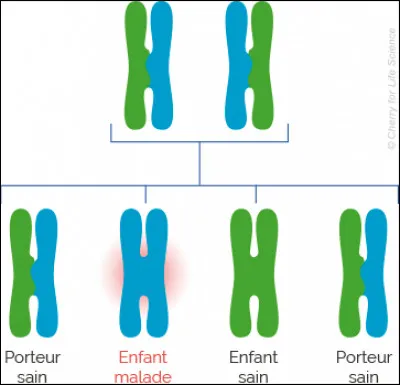 D'après l'exploitation de ce document, par quelle couleur est représenté l'allèle à l'origine de la maladie ?