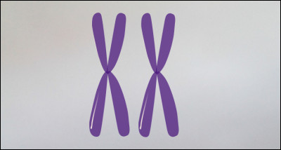 Un gène existe en différentes versions, appelées allèles. Les deux chromosomes d'une même paire, peuvent-ils porter des allèles différents ?