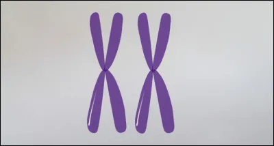 Un gène existe en différentes versions, appelées allèles. Les deux chromosomes d'une même paire, peuvent-ils porter des allèles différents ?