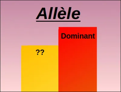 Si un allèle n'est pas dominant par rapport à un autre, on dit qu'il est :