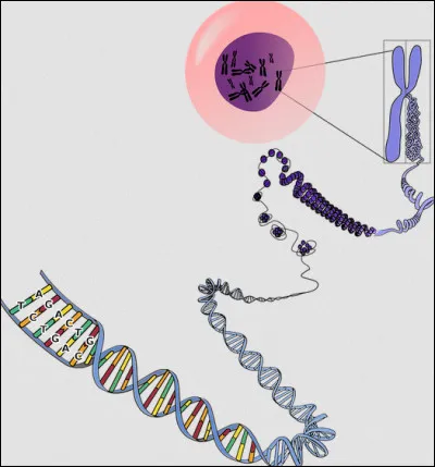 On sait que l'ADN, le support de l'information génétique, se trouve dans les chromosomes. Mais où sont-ils logés au sein d'une cellule ?