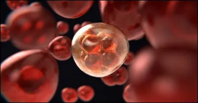 Quelle est la première étape de la division cellulaire ?