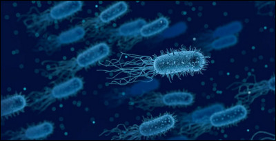 Les bactéries, virus et champignons sont des micro-organismes. Comment les classe-t-on ?