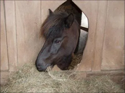 Comment se nomme cette robe ?