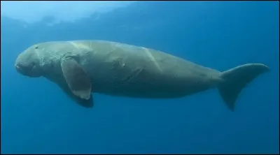 Quel est ce Pokémon ? Heu... cet animal ?