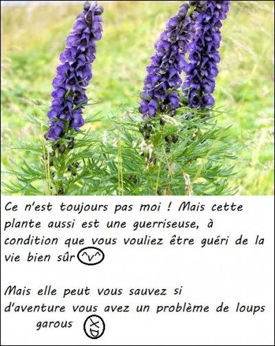 Je suis une plante qui assure ! On me cultive en jardin pour me cuisiner, mais je suis aussi une grande guérisseuse. Je suis...