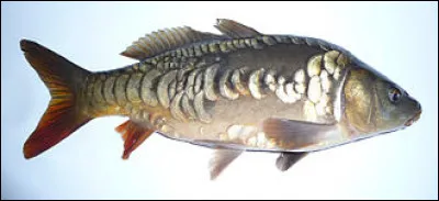 L'A&iuml;na&iuml;-souret &eacute;tait...