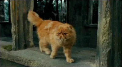 De quelle race est Pattenrond ?