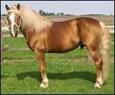 Quelle est la couleur d'un alezan bronz ?