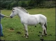 Comment appelle-t-on une robe blanche argente ?