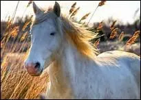 Qu'appelle-t-on une robe blanc sale ?