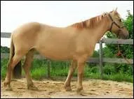 Quel est le nom de la quatrime robe simple chez le cheval mais qui va bientt tre supprime du classement car elle n'a pas vraiment lieu d'tre ?