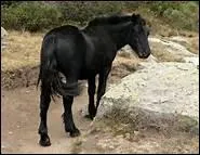 Qu'appelle-t-on un noir franc ?