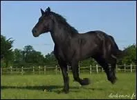 Comment appelle-t-on un noir avec des reflets rougetres ?