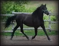 Comment appelle-t-on un noir intense et brillant ?