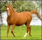 Quelle est la couleur d'un un alezan dor ?