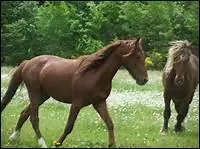 Comment appelle-t-on un roux-fauve couleur brune ?