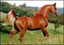 Quelle est la couleur d'un alezan brl ?