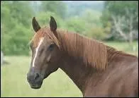 Comment appelle-t-on un roux-fauve ayant la couleur d'un fruit rouge mr ?