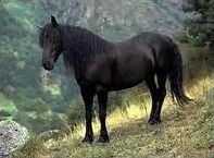 Quiz Animaux