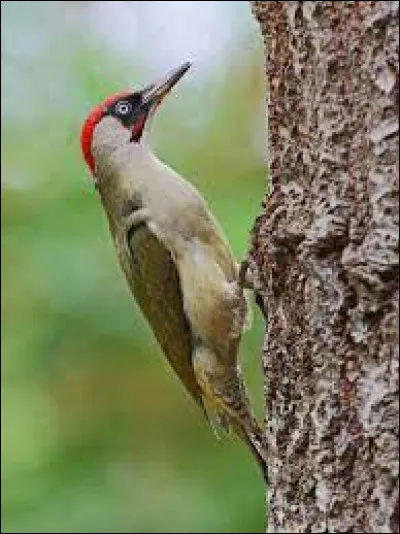 Cet oiseau accroché à un arbre est-il un pivert ?