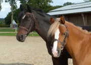 Quiz Galop 4 (entrainement plantes toxiques)