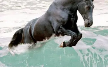 Quiz Galop 4