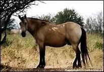 Comment appelle-t-on une robe isabelle vrirant au jaune ?