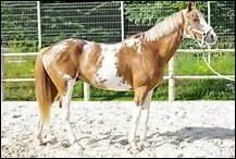 Comment s'appelle la robe pie avec souvent du blanc sur la tte, des balzanes incompltes, des crins panachs de blanc et une limite irrgulire entre les taches ?