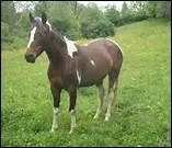 Comment appelle-t-on la robe pie la plus courante ?