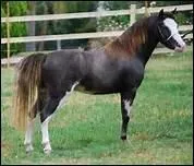 Comment se prsente la robe pie sabino ou sabino pie, trs frquente chez les clydesdales et les shires ?