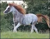 Quelle robe pie a une avant-main unie, des flancs, une arrire-main et la base de la queue blancs, avec une bordure floue entre le blanc et la couleur ?