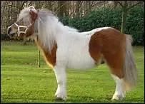 De quoi cette robe pie est-elle constitue ?