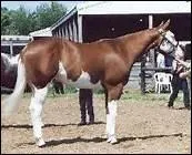 Quel est le nom de la robe pie la plus rare au monde ?