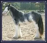 Comment cette robe se prsente-t-elle ?