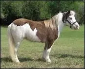 La robe de ce cheval donne l'impression qu'il a march dans une rivire de peinture blanche. Comment les anglo-saxons srunomment-ils cette race ?