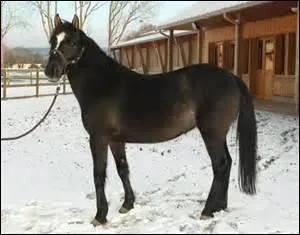 Comment se prsente une robe bai fonc ?