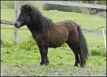 Quelle robe baie porte le nom d'un fruit des bois ?