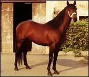 Quelle robe baie a la couleur d'un fruit rouge ?