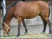 Comment se prsente une robe bai clair ?