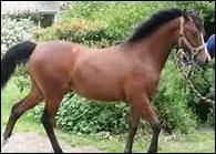 Comment se prsente une robe bai lav ?