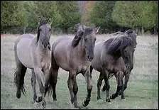 De quelle couleur est la robe souris ?