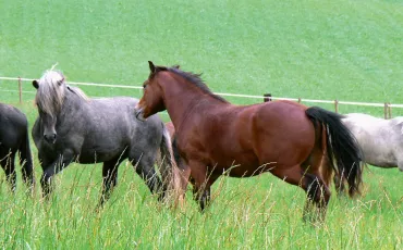 Quiz Galop 4