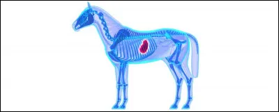 Quelle taille fait l'estomac d'un cheval ?