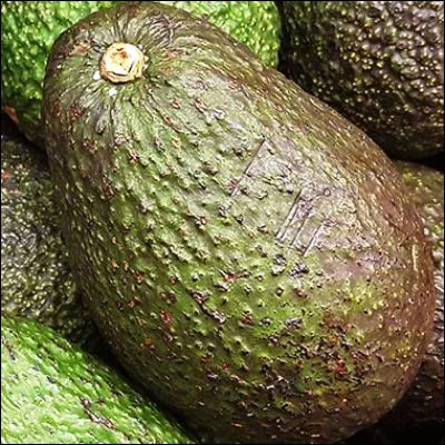 Comment appelle-t-on la graine de l�avocat ?