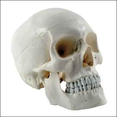 Comment appelle-t-on les espaces membraneux s&eacute;parant les os du cr&acirc;ne ?